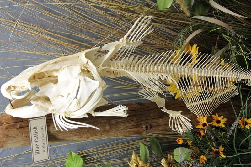 File:Blue catfish skeleton.jpg