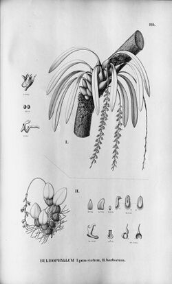 Bulbophyllum punctatum - Bulbophyllum barbatum - Fl.Br. 3-5-114.jpg