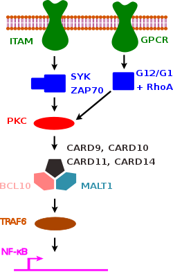 Graphical overview of signaling pathways dependent on a CARD-CC family member