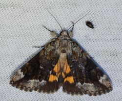 Catocala micronympha – Little Nymph Underwing Moth (another form, Paul Dennehy ID) (14447136875).jpg