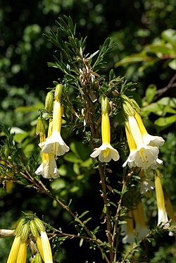 Catua pyrifolia.jpg