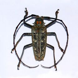 Cerambycidae - Batocera humeridens.jpg