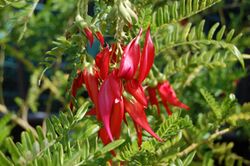 Clianthus maximus.jpg