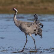 Grey crane with black, white, and red head