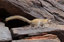 Congo rope squirrel (Funisciurus congicus).jpg