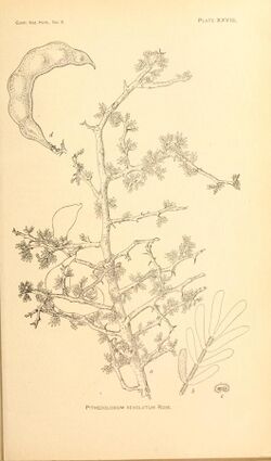 Contributions from the U.S. National Herbarium (1906) (20063933014).jpg