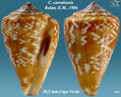 Conus curralensis 1.jpg