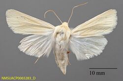 Copablepharon grandis NMSUACP0065283 dorsal.jpg