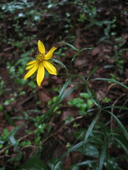 Coreopsis delphiniifolia.jpg