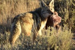 Coyote at Seedskadee National Wildlife Refuge (31034864347).jpg
