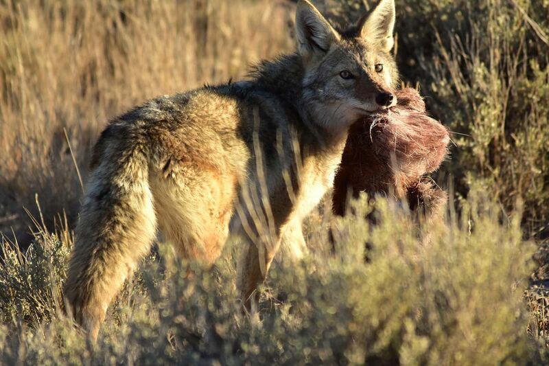 File:Coyote at Seedskadee National Wildlife Refuge (31034864347).jpg