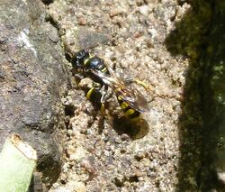 Crabronidae . Crossocerus quadrimaculatus - Flickr - gailhampshire.jpg