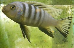 Cynotilapia axelrodi.jpg