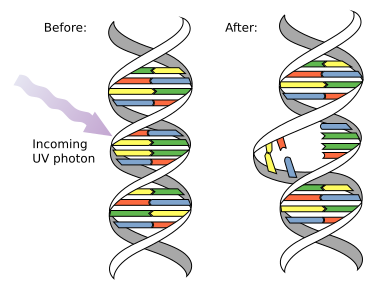 File:DNA UV mutation.svg