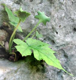 Dorstenia contrajerva-flowers-leaves.jpg