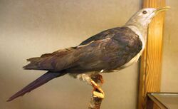 Ducula nicobarica (taxidermied) at Göteborgs Naturhistoriska Museum 8055.jpg