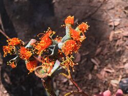 Eucalyptus Miniata Flowers (18950101703).jpg