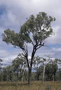 Eucalyptus quadricostata.jpg