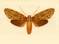 Eucereon ochrota.JPG