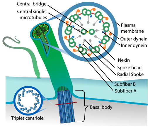 File:Eukaryotic cilium diagram en.svg