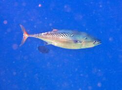 Euthynnus affinis Maldives.JPG