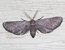 Exelis pyrolaria - Fine-lined Gray Moth (16059233396).jpg