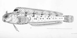 FMIB 50672 Hypsoblennius piersoni Gilbert & Starks Type specimen; Panama.jpeg