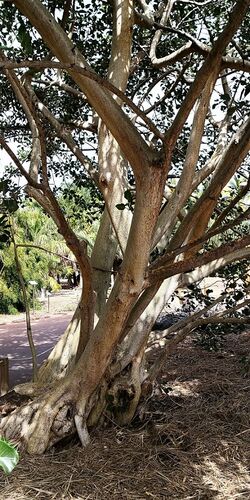 Ficus petiolaris - Habitus.jpg