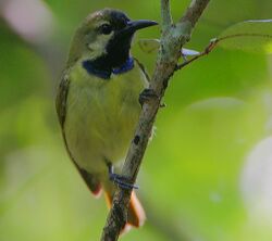 Flickr - Rainbirder - Plain-backed Sunbird male (Anthreptes reichenowi).jpg