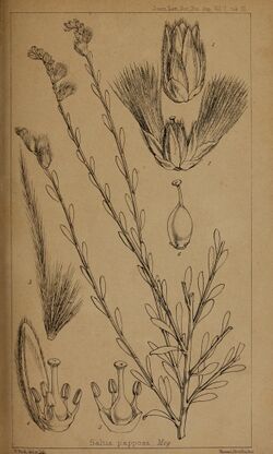 Florula adenensis - a systematic account, with descriptions, of the flowering plants hitherto found at Aden (1860) (14801244023).jpg
