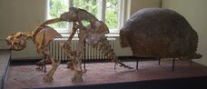A Glyptodon skeleton and shell.