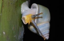 Green Snail (Amphidromus atricallosus perakensis) (8689693152).jpg