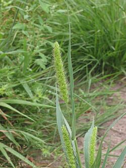 Groene naaldaar aarpluim (Setaria viridis).jpg