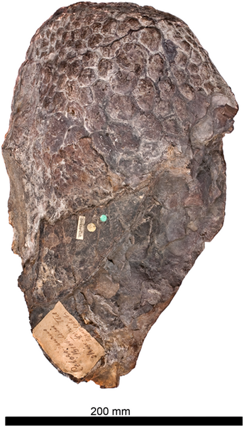 File:Haestasaurus skin.PNG