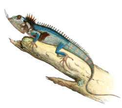 Harpesaurus modiglianii – Baliani, 1933 (no signatures).png
