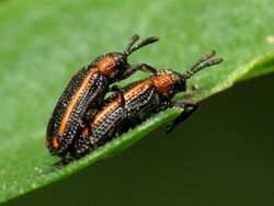 Hispine Leafbeetle (33502025495).jpg