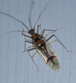Hyaliodes harti P1660449a.jpg