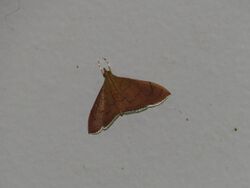 Hyalobathra illectalis (15687069788).jpg