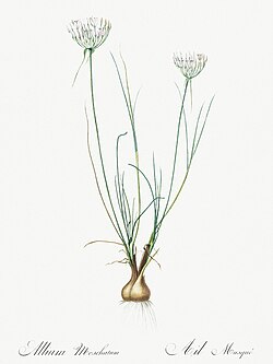 "Allium moschatum" illustration from "Les liliacées" (1805) by Pierre-Joseph Redouté