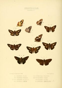 Illustrations of new species of exotic butterflies Hesperia IV.jpg