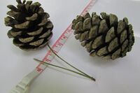 Cone