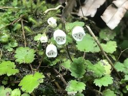 Jovellana repens inflorescence (flowers).jpg