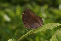 Junonia iphita 05014.JPG