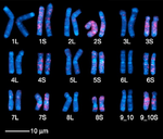 Karyotype of African clawed frog (Xenopus laevis).png