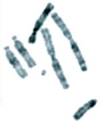 Karyotype of Indian muntjac (Muntiacus muntjak).png