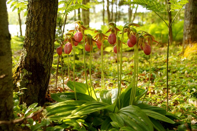 File:Lady Slippers in old growth forest near a lake in Lunenburg County, Nova Scotia, Canada.jpg
