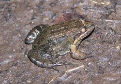 Leptodactylus melanonotus.jpeg