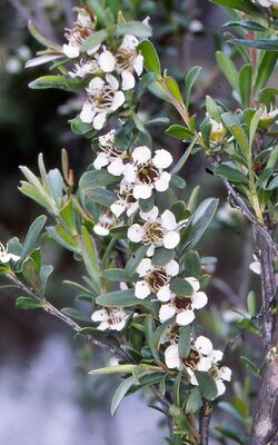 Leptospermum obovatum flowers.jpg