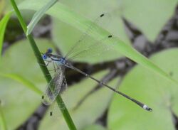 Lestes tenuatus 22570712.jpg