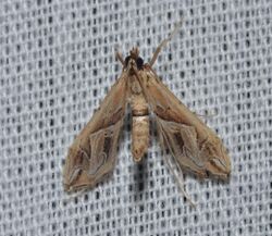 Lineodes (aff) fontella – Eastern Lineodes Moth.jpg